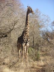 Photo of Giraffe standing tall next to a tree