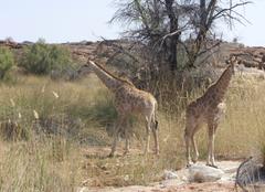 Baby Giraffes Photo