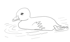 Duck Outline