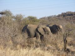 Photo of Elephants standing in veld