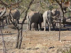 Photo of Elephants standing and drinking at waterhole