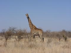 Photo of Giraffe Standing in Veld