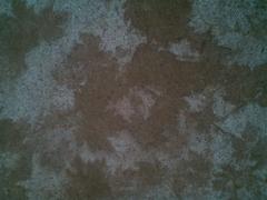 Leaf Pattern on Sidewalk