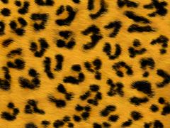 Leopard Pattern