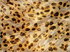 Leopard Pattern (realistic fur)