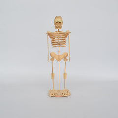 Artificial Skeleton Toys 3D Human Body